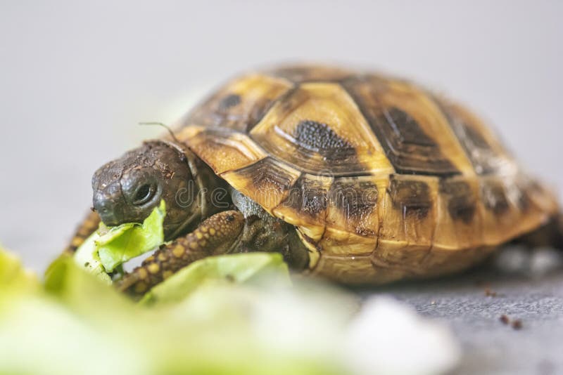 Hermann's Tortoise Eating Stock Photos Free & RoyaltyFree Stock