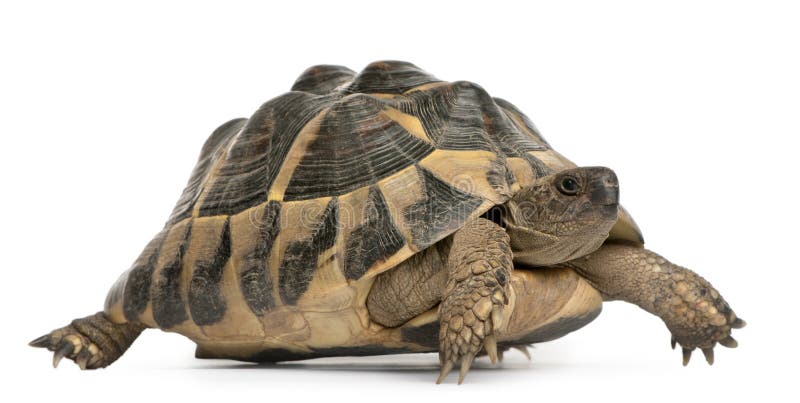 Hermann's tortoise, Testudo hermanni, walking royalty free stock photos Hermann's tortoise, Testudo hermanni, walking royalty free stock photos