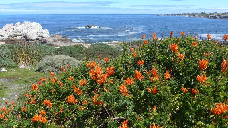 Hermanus, South Africa. Walk the Cliff Path to Grotto Beach and enjoy the beautiful view.