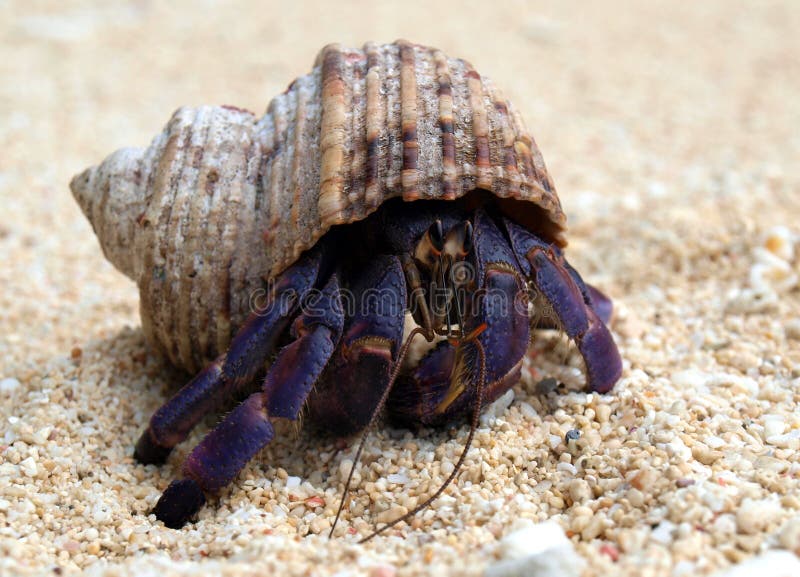 Purple Hermit Land Crab, Popular Crustacean from Japan, Crab with a
