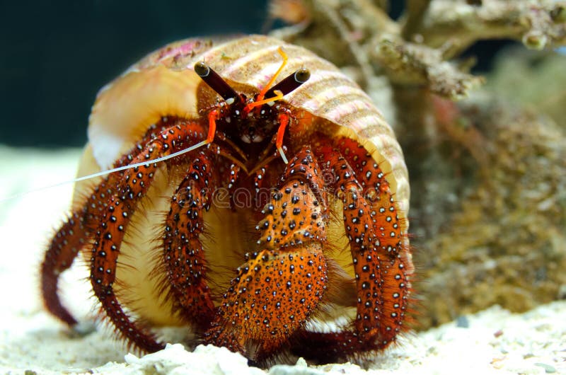 Hermit crab