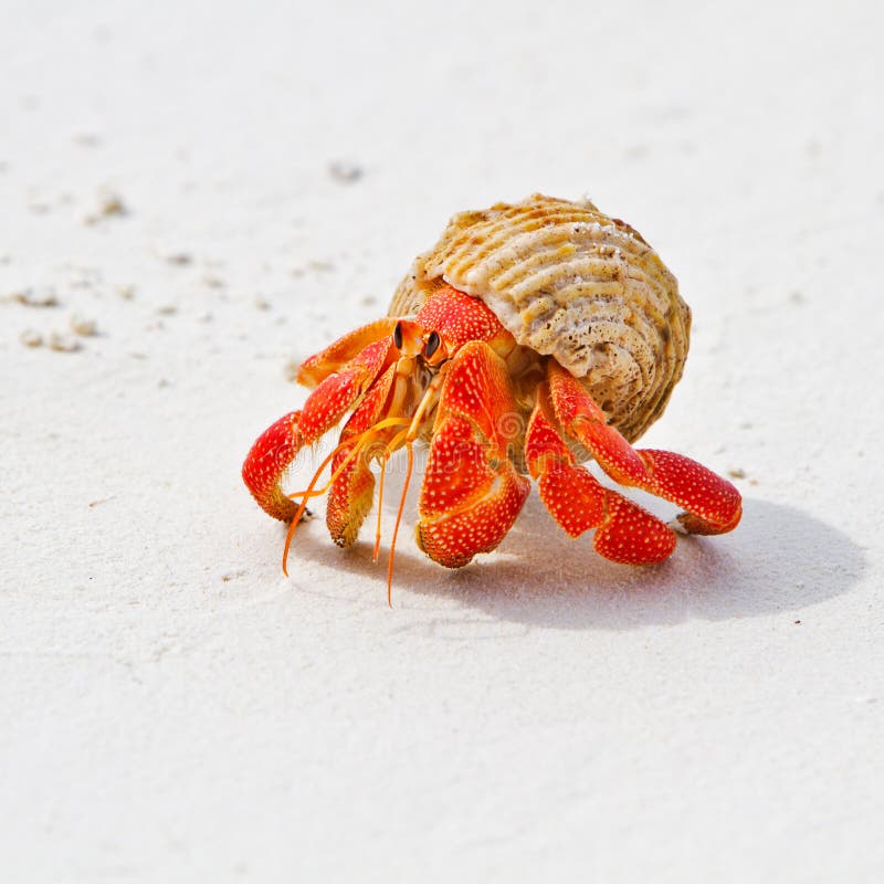 Un grande rosso granchio eremita cammina sulla spiaggia(con sabbia bianca)