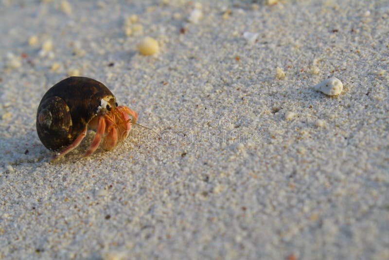 Hermit crab on the beach. stock photo. Image of crab 116513714