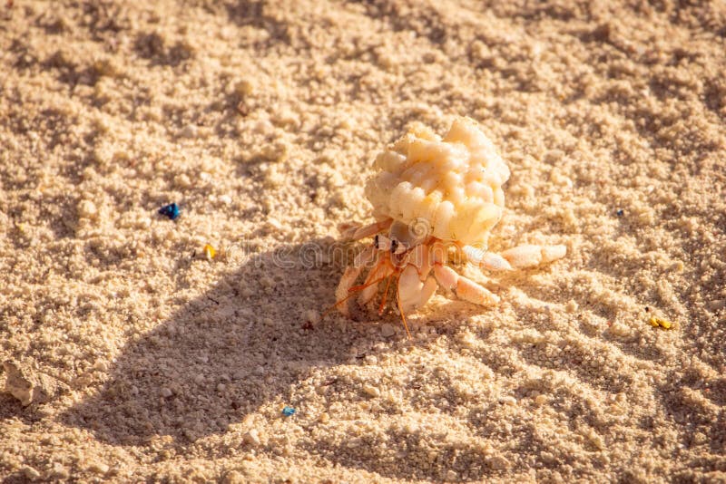 Hermit crab with big eyes stock image. Image of stone 269822793