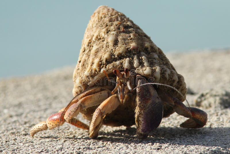 Sea Sponge Hermit Crab Stock Photos - Free & Royalty-Free Stock Photos from  Dreamstime