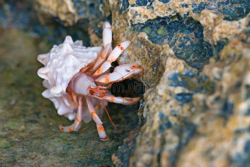 Hermit crab stock image. Image of hermit, lagoon, animals 48976869