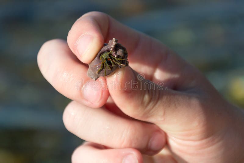Hermit Crab Man Hands Stock Photos Free & RoyaltyFree Stock Photos