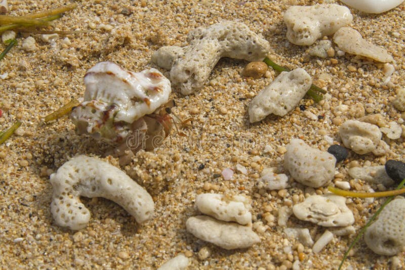 Crab On The Stone. Near Ocean, Sea Stock Photo - Image of gulf, marine: 140507572