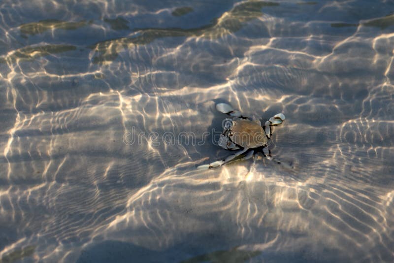 Hermit crab on sand under a shallow sea water with sunlight reflections stock photo Hermit crab on sand under a shallow sea water with sunlight reflections stock photo