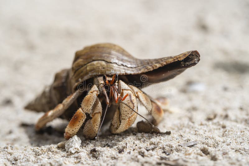 Hermit crab on the sandy beach on the island of Zanzibar, Tanzania, Africa. Cancer hermit close up