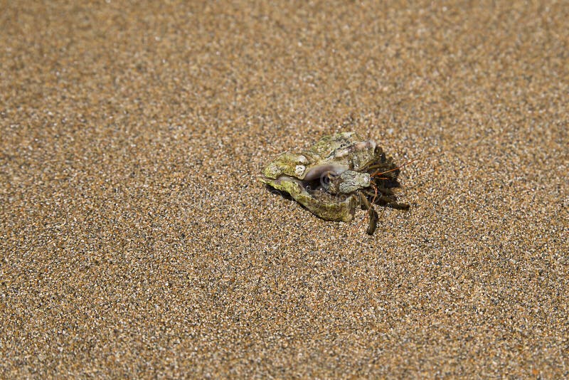 A hermit crab with a shell on the sand in the sea stock photo