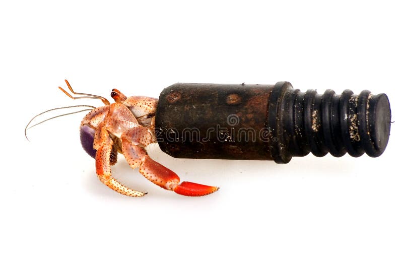 Hermit crab in a tube