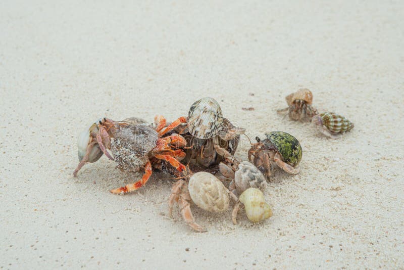 Hermit crabs feasting on food waste at the white sandy tropical beach