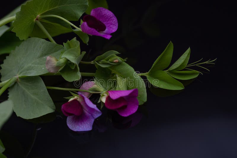 Hermosa espiral de guisantes de jardÃn morado con gotas de agua con reflejo en un fondo negro foto de archivo libre de regalías Hermosa espiral de guisantes de jardÃn morado con gotas de agua con reflejo en un fondo negro foto de archivo libre de regalías