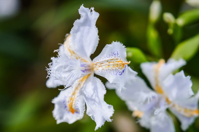 Hermosa Flor Blanca Iris Japonica Imagen de archivo - Imagen de polen,  nadie: 185508921