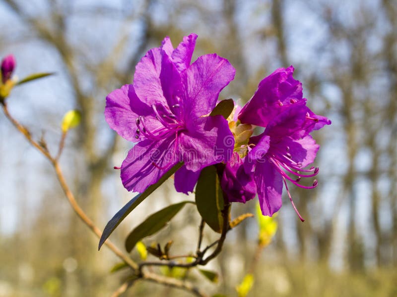 Azalea violeta imagen de archivo. Imagen de gotas, detalle - 94131269