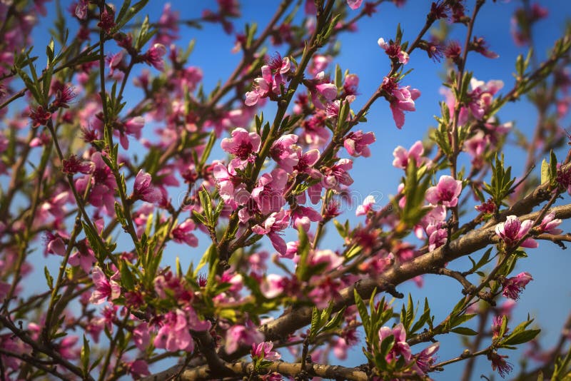 Hermosa Flor De Durazno En Primavera Sobre Cielo Azul. árbol De Flores  Sobre Fondo Natural Foto de archivo - Imagen de hermoso, primavera:  180702298