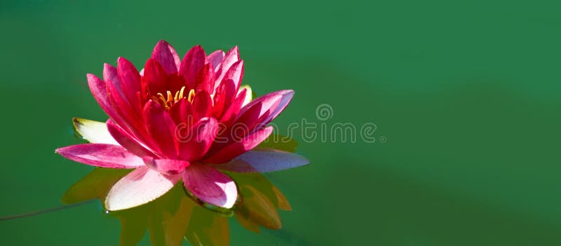 Hermosa Flor De Loto En El Agua Imagen de archivo - Imagen de travieso, belleza: 162316203 Hermosa Flor De Loto En El Agua Imagen de archivo - Imagen de travieso, belleza: 162316203