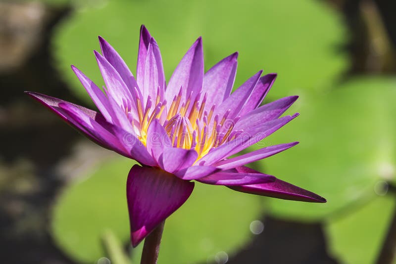 Hermosa Flor De Loto En El Pantano Foto de archivo - Imagen de flor, cubo: 161276006 Hermosa Flor De Loto En El Pantano Foto de archivo - Imagen de flor, cubo: 161276006