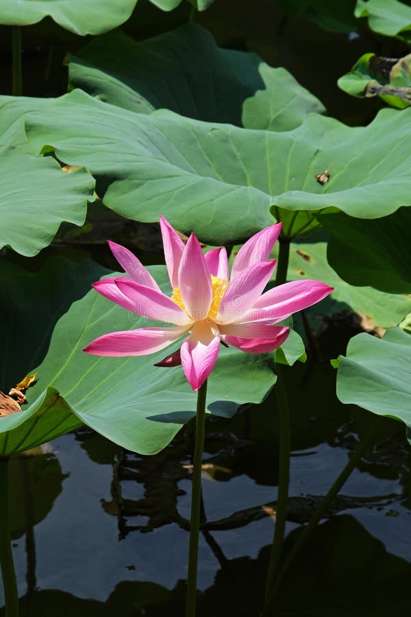 Hermosa Flor De Loto En Un Estanque De Loto China Imagen de archivo - Imagen de parques, rosa: 204749533 Hermosa Flor De Loto En Un Estanque De Loto China Imagen de archivo - Imagen de parques, rosa: 204749533