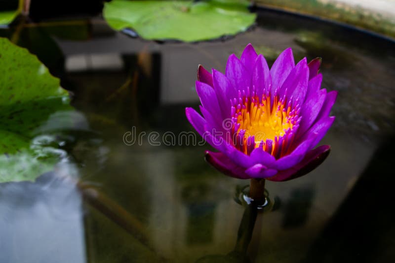 Hermosa Flor De Loto Morado Floreciendo En El Agua Con Hojas Foto de archivo - Imagen de paisaje, polen: 185105610 Hermosa Flor De Loto Morado Floreciendo En El Agua Con Hojas Foto de archivo - Imagen de paisaje, polen: 185105610