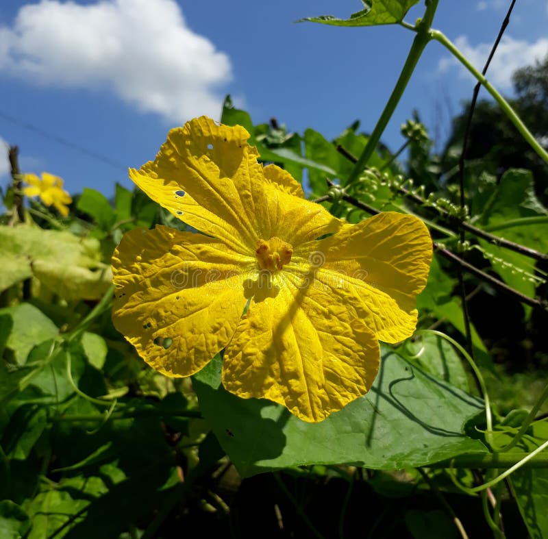 Hermosa Flor De Luffa Amarilla En Primavera Imagen de archivo - Imagen de  hermoso, fresco: 197919115