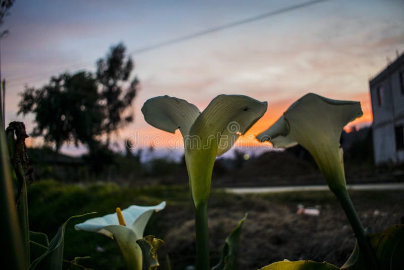 220 Flores De Cartucho Fotos de stock - Fotos libres de regalías de  Dreamstime