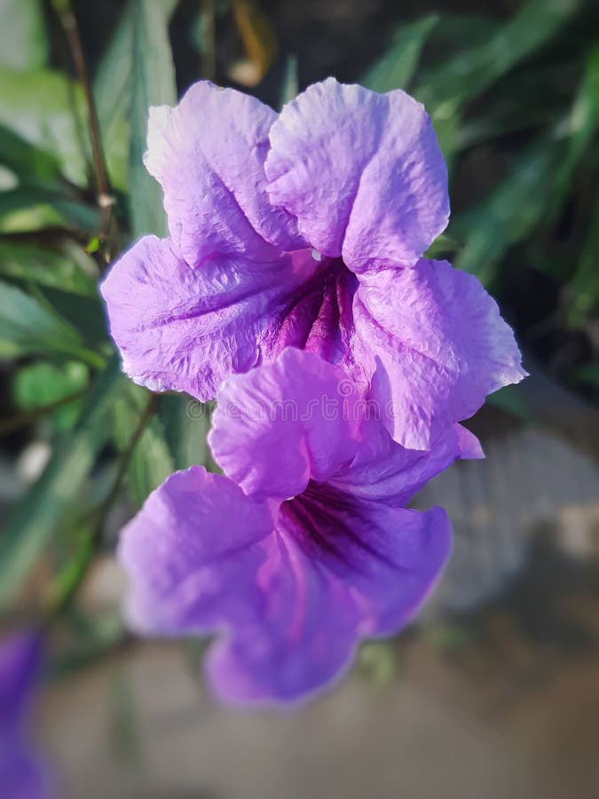 Hermosa Flor Morada De Ruellia Simplex Comúnmente Llamada Petunia Mexicana Imagen de archivo - Imagen de cierre, color: 163246893 Hermosa Flor Morada De Ruellia Simplex Comúnmente Llamada Petunia Mexicana Imagen de archivo - Imagen de cierre, color: 163246893