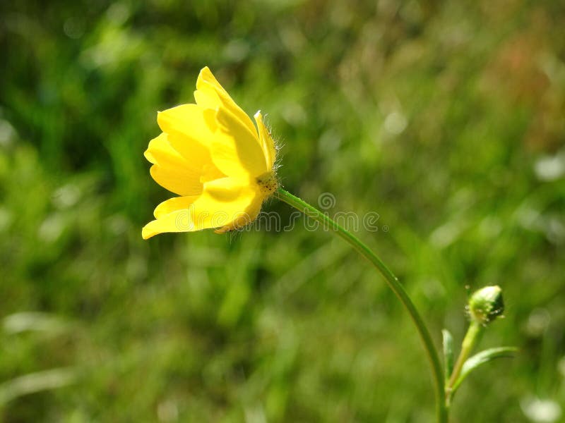 Hermosa Flor Silvestre Amarilla Pequeña, Lituania Foto de archivo - Imagen de flor, salvaje: 163210814 Hermosa Flor Silvestre Amarilla Pequeña, Lituania Foto de archivo - Imagen de flor, salvaje: 163210814