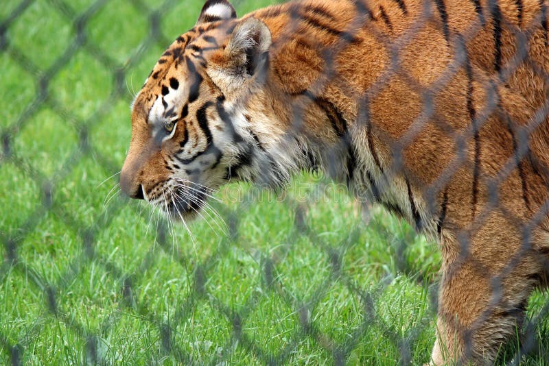 Hermosa imagen cercana del tigre pisando hierba verde fresca dentro de un bolígrafo en el zoo fotos de archivo