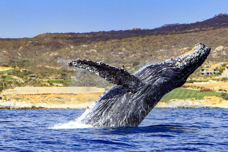 Beautiful picture of a humpback whale jumping in the Cape San Lucas arch, this place is where this animal makes its pilgrimage and joins the Pacific Ocean over the Sea of Cortez. Beautiful picture of a humpback whale jumping in the Cape San Lucas arch, this place is where this animal makes its pilgrimage and joins the Pacific Ocean over the Sea of Cortez