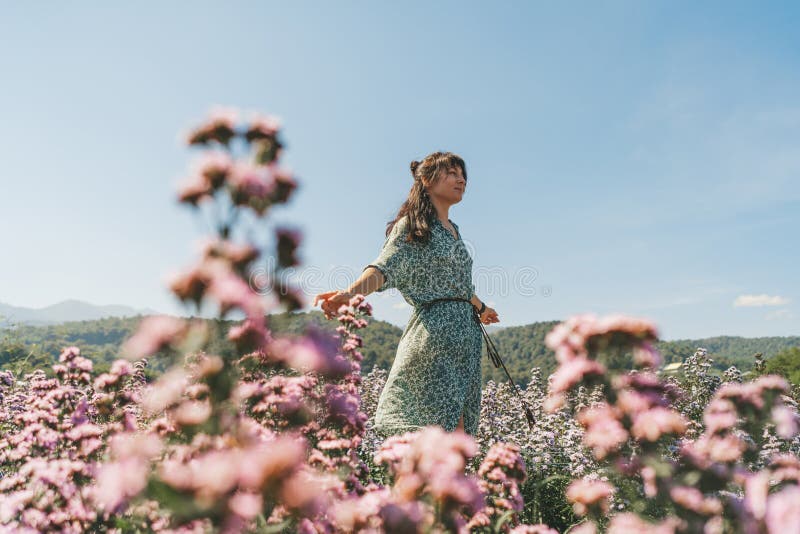 Beautiful brunette woman in dress walking in Margaret flowers fields, Chiang mai in Thailand. Beautiful brunette woman in dress walking in Margaret flowers fields, Chiang mai in Thailand