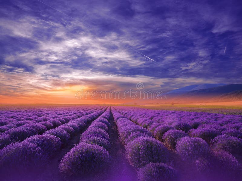Hermosa naturaleza fondo violeta wallpaperlavender floweesverano atardecer paisaje paisajista cielo azul nublado saroma campo vera foto de archivo