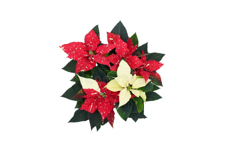 Hermosa Naturaleza Fresca Rojo, Flor De Nochebuena Blanca O Flor De  Estrella De Navidad Con Hojas De Follaje Verde En Blanco Imagen de archivo  - Imagen de color, diciembre: 204474123