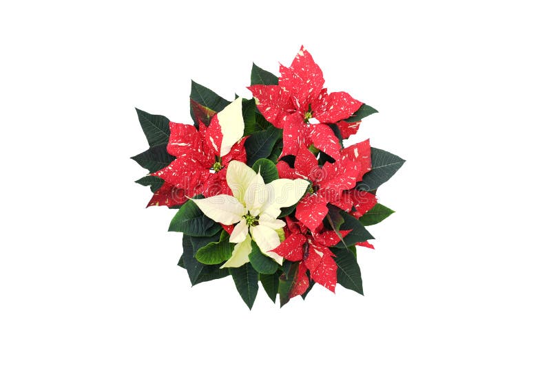 Hermosa Naturaleza Fresca Rojo, Flor De Nochebuena Blanca O Flor De  Estrella De Navidad Con Hojas De Follaje Verde En Blanco Imagen de archivo  - Imagen de alto, flor: 204474129