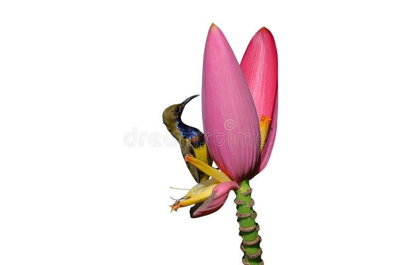 Hermosa percha de ave dorada olivebraqueada en la flor de plátano para succionar el néctar aislado en el fondo blanco con el camin fotografía de archivo