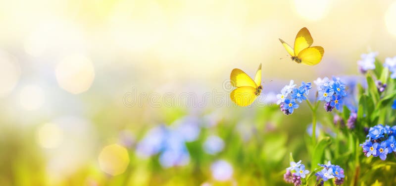 Hermosa pradera de verano o primavera con flores azules de olvidaditos y dos mariposas voladoras. paisaje natural salvaje foto de archivo libre de regalías
