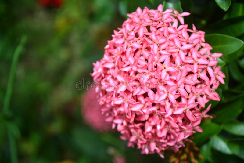 Hermosa Rosa Asoka Flor En Flor Rosa Ixora 3 Imagen de archivo - Imagen de  florecimiento, asoka: 215991415