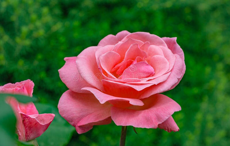 Hermosa Rosa Rosa Flor Reina Isabel Con Luz Natural De Fondo Verde Imagen  de archivo - Imagen de ramo, regalo: 157054631