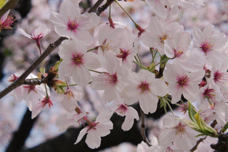 Hermosa vista de flores de cerezo o de Sakura rosadas fotos de archivo libres de regalías Hermosa vista de flores de cerezo o de Sakura rosadas fotos de archivo libres de regalías