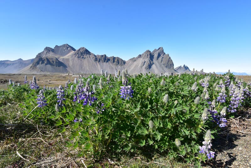 Hermosa vista de las montañas de Vestrahorn con la arena negra en frente cerca de Hoefn en Islandia foto de archivo Hermosa vista de las montañas de Vestrahorn con la arena negra en frente cerca de Hoefn en Islandia foto de archivo