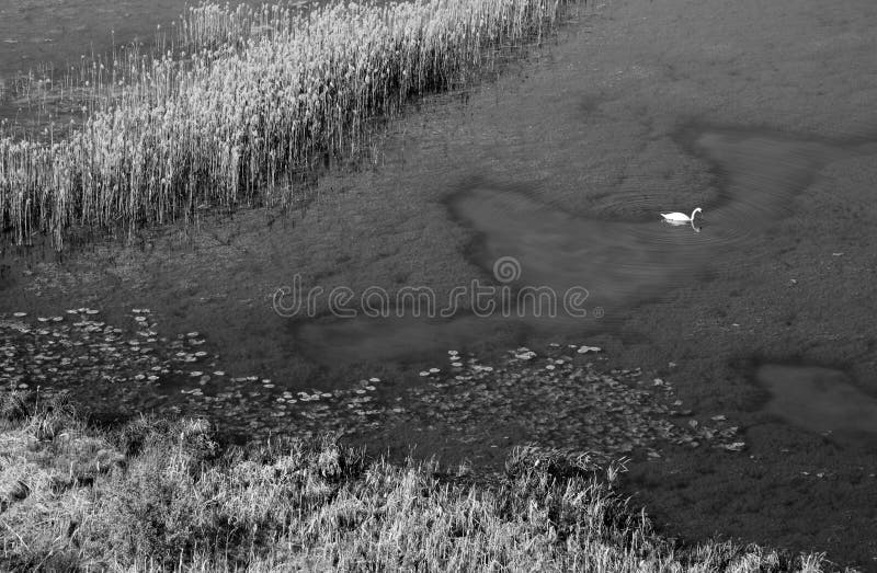 Hermosa vista del lago demasiado grande para su edad con las cañas, foto aérea foto de archivo Hermosa vista del lago demasiado grande para su edad con las cañas, foto aérea foto de archivo
