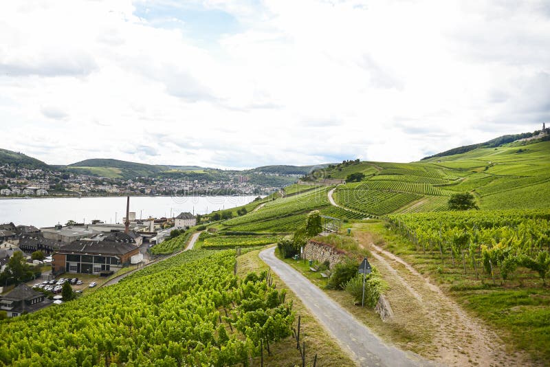 Hermosas bodegas en la temporada de verano del oeste de Alemania, carretera visible entre filas de uvas foto de archivo libre de regalías