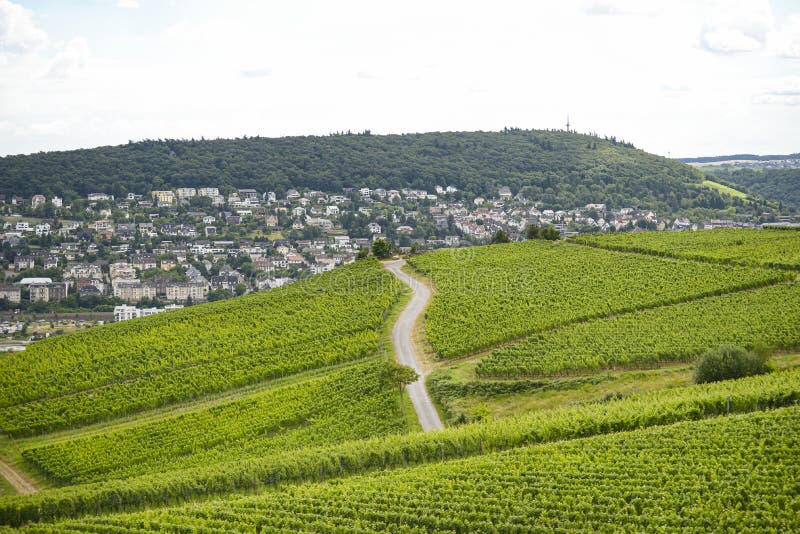 Hermosas bodegas en la temporada de verano del oeste de Alemania, carretera visible entre filas de uvas fotos de archivo