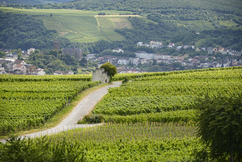 Hermosas bodegas en la temporada de verano del oeste de Alemania, carretera visible entre filas de uvas fotos de archivo
