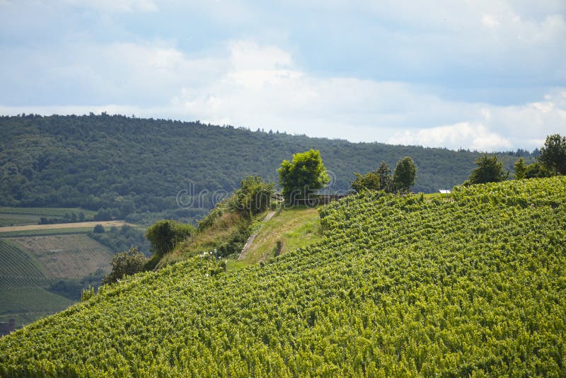 Hermosas bodegas en la temporada de verano del oeste de Alemania, carretera visible entre filas de uvas imagen de archivo