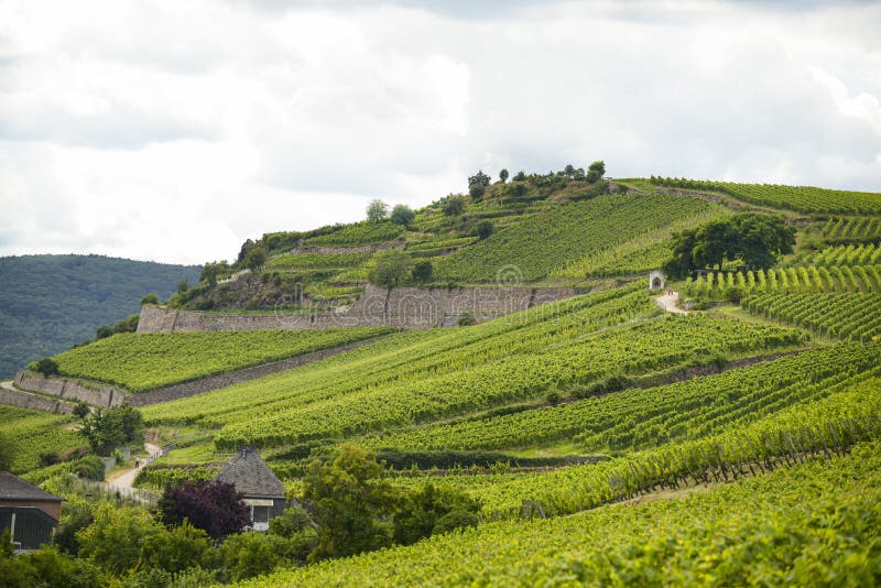 Hermosas bodegas en la temporada de verano del oeste de Alemania, carretera visible entre filas de uvas foto de archivo