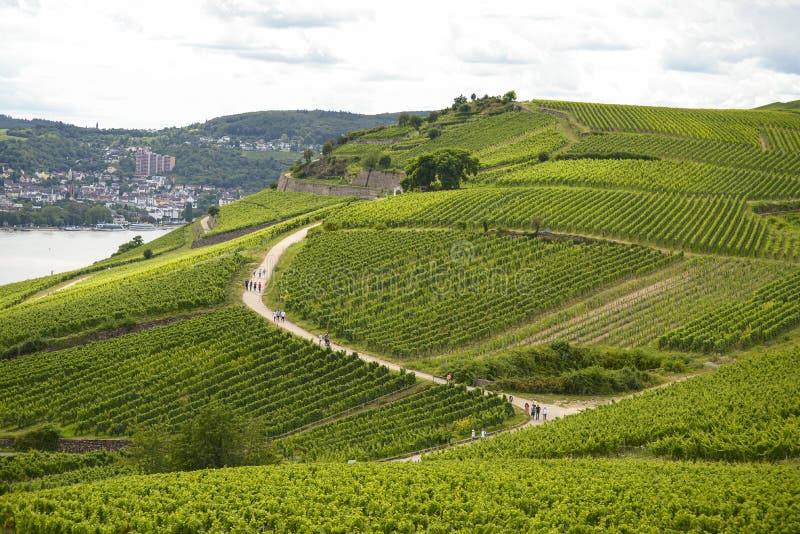 Hermosas bodegas en la temporada de verano en el oeste de Alemania, una carretera visible entre filas de uvas y turistas caminand imagen de archivo libre de regalías