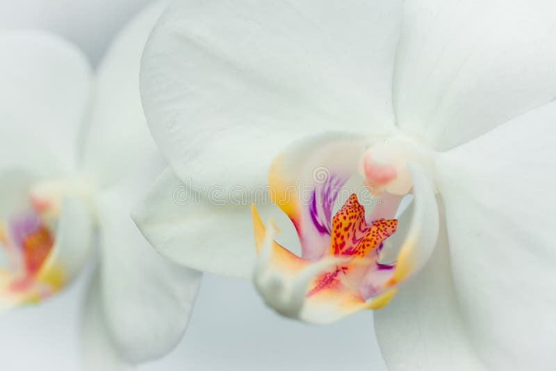 108 Orquídeas De Muerte Fotos de stock - Fotos libres de regalías de  Dreamstime