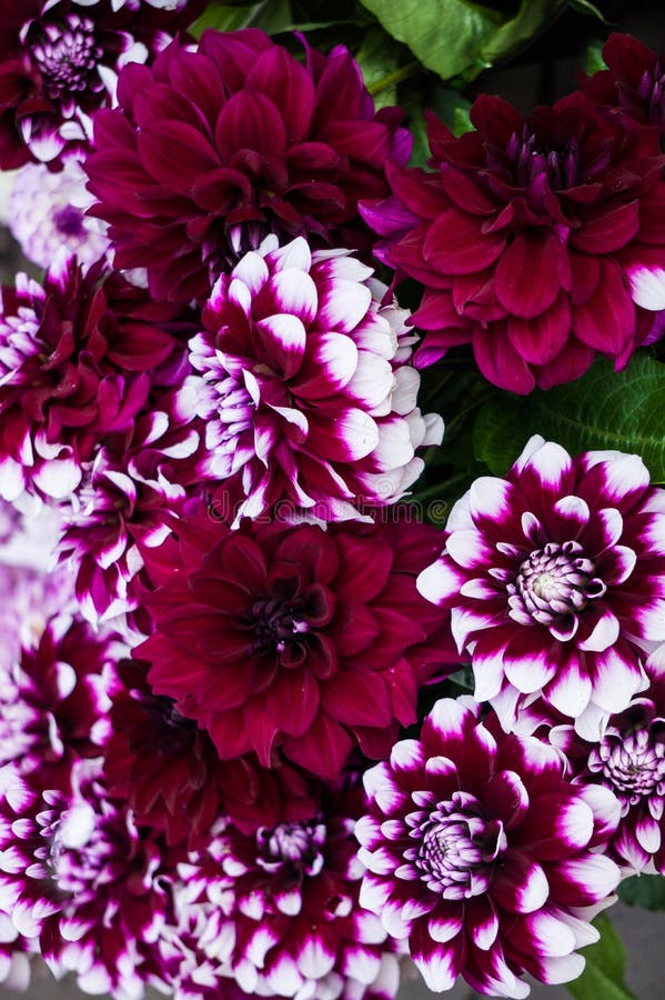 Hermosas Flores De Burdeos Multicolor Con Dahlia Blanca Sobre Un Arbusto En El JardÃn Foto de archivo - Imagen de rojo, brillante: 158518282 Hermosas Flores De Burdeos Multicolor Con Dahlia Blanca Sobre Un Arbusto En El JardÃn Foto de archivo - Imagen de rojo, brillante: 158518282